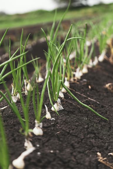 Ghid complet pentru cultivarea cepei în grădină