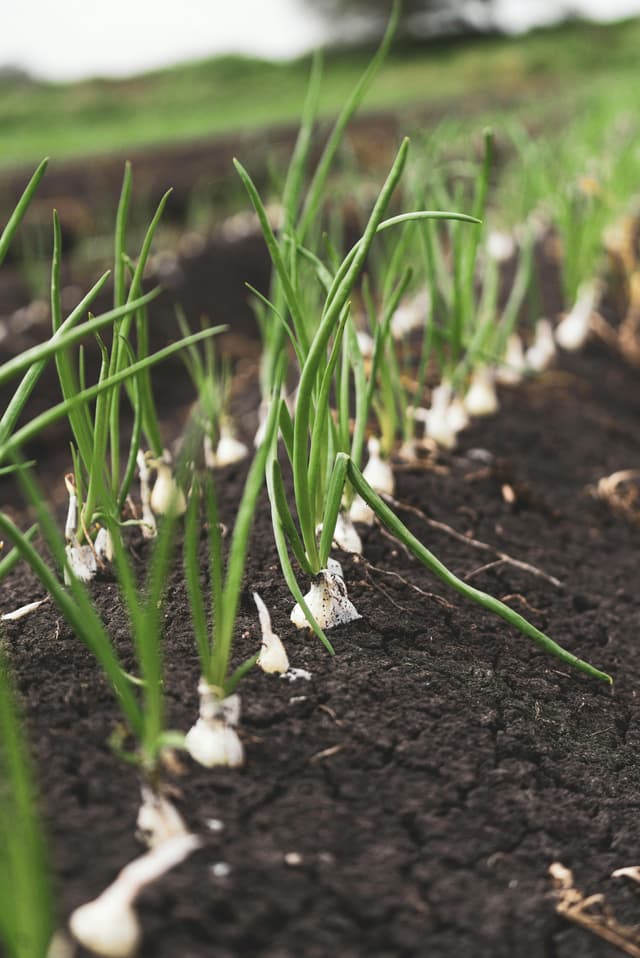 Ghid complet pentru cultivarea cepei în grădină