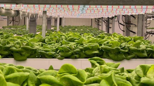 Irigarea eficientă a grădinii: ce sistem ți se potrivește