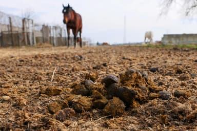 Fertilizarea naturală: compost vs. gunoi de grajd