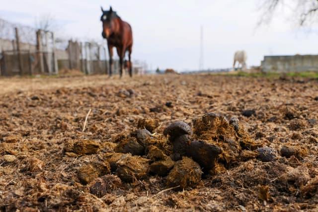 Fertilizarea naturală: compost vs. gunoi de grajd
