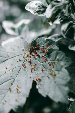 5 metode naturale de a scăpa de dăunători în grădină