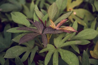 Cum să scapi natural de melcii din grădină
