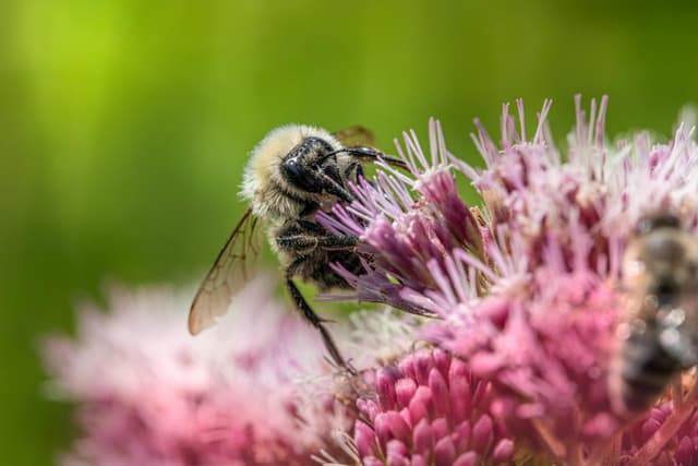 Plante care alungă insectele dăunătoare din grădină