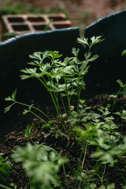5 plante aromatice ușor de crescut acasă