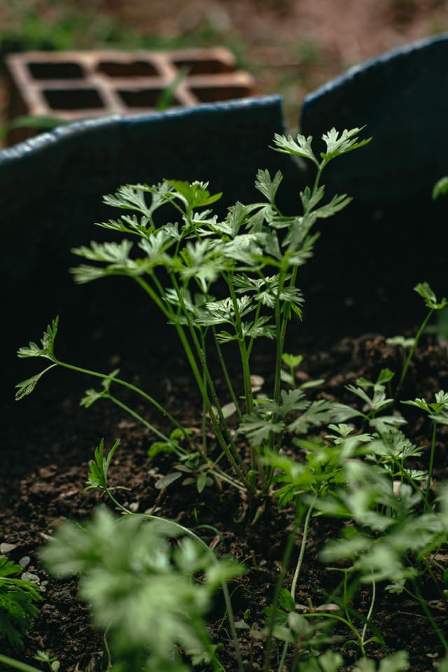 5 plante aromatice ușor de crescut acasă