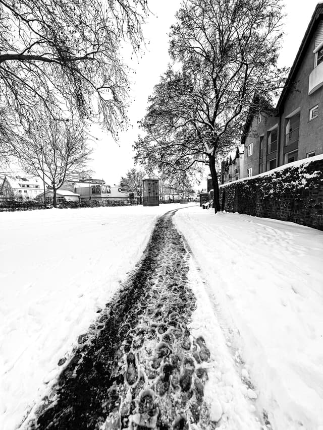 Cum protejezi pomii fructiferi de înghețurile timpurii