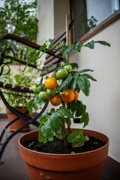 Grădina de legume pe balcon – trucuri utile
