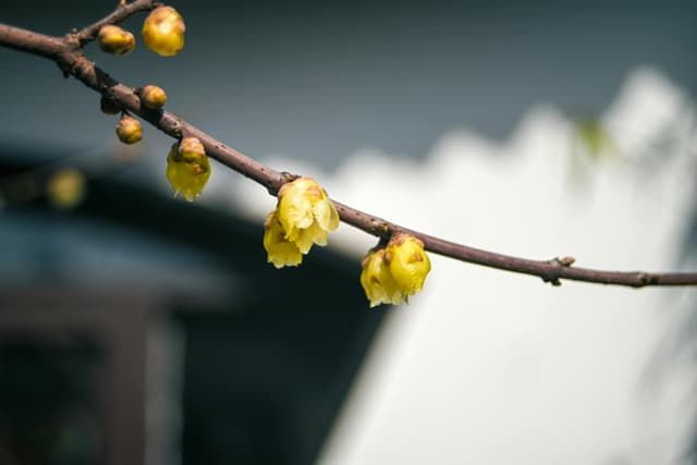 Cum îți pregătești grădina pentru iarna 2025: pași esențiali