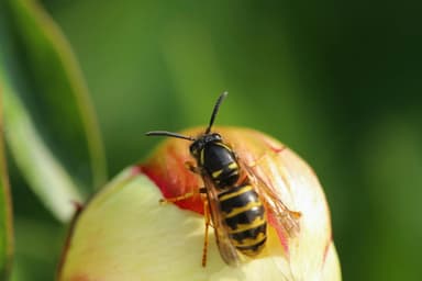 Plante care atrag albinele și ajută polenizarea