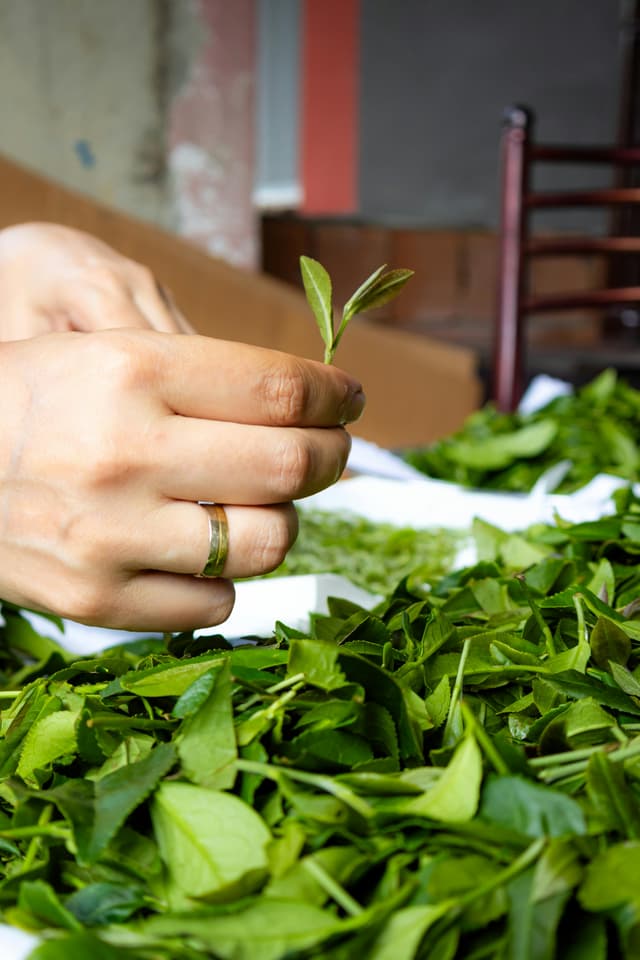 Cum să usuci plante pentru ceaiuri