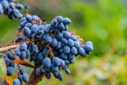 10 greșeli de evitat în grădină toamna