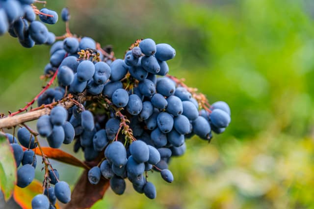 10 greșeli de evitat în grădină toamna