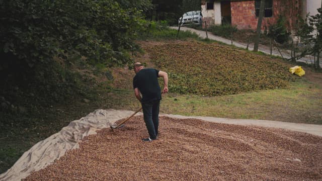 Sfaturi pentru uscarea nucilor și alunelor în toamnă