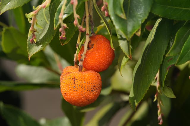 Cum recunoști bolile de toamnă la pomii fructiferi