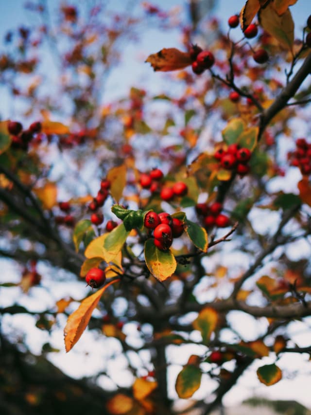 Sfaturi pentru plantarea pomilor fructiferi toamna