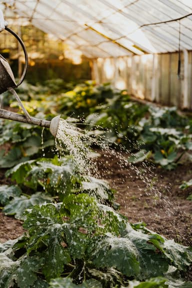 Cultivarea dovleceilor – ghid pentru începători