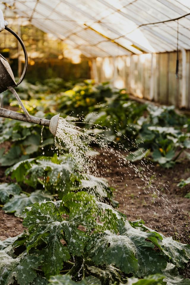Cultivarea dovleceilor – ghid pentru începători