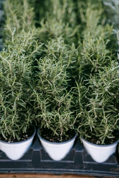 Ierburi aromatice care se dezvoltă bine împreună