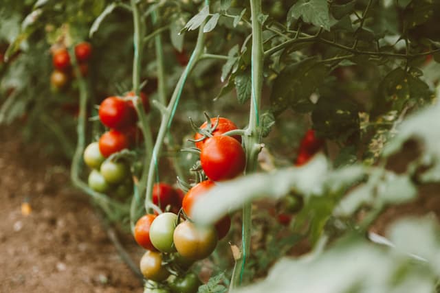 Grădină bio: fără pesticide, cu rezultate excelente