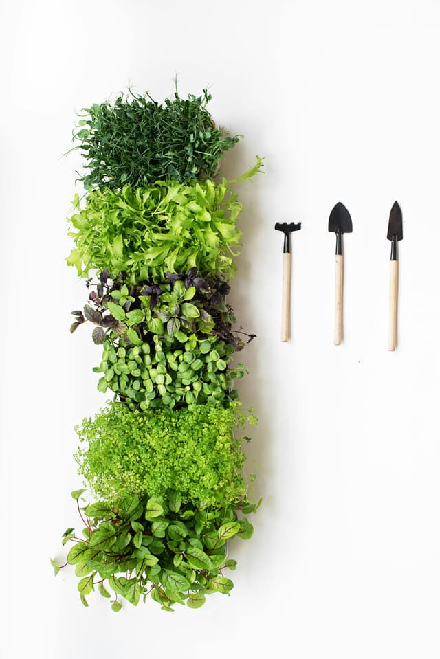 Ghid pentru cultivarea plantelor medicinale